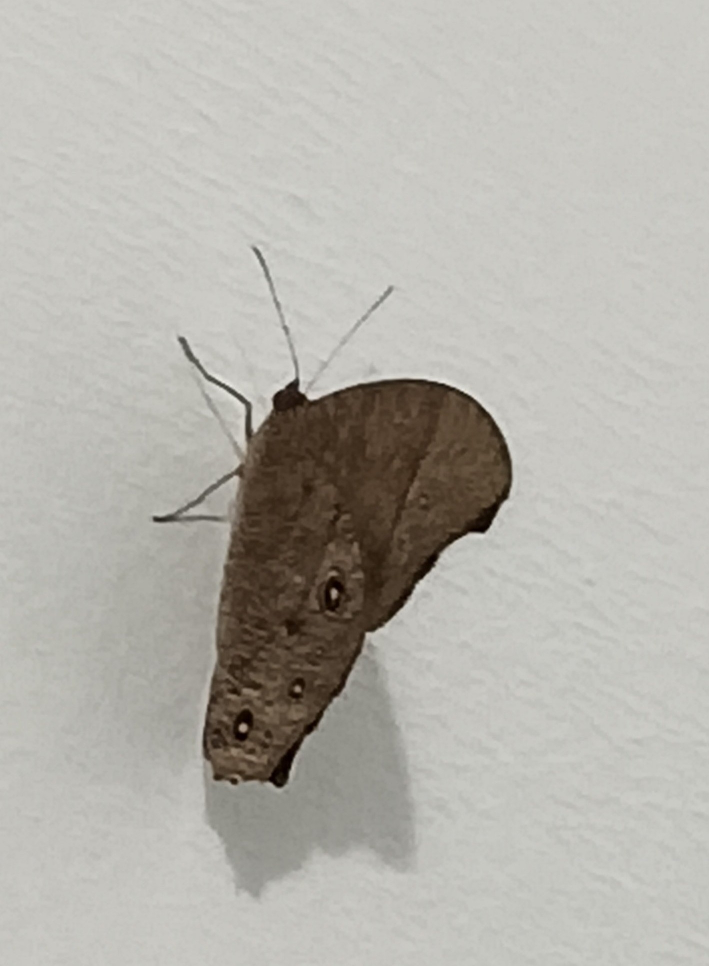 Common Evening Brown