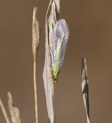Plesiochrysa ramburi
