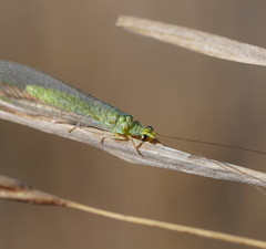 Plesiochrysa ramburi