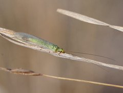 Plesiochrysa ramburi