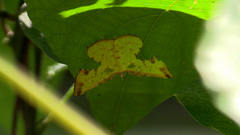 Corymica arnearia