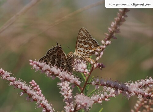 Cigaritis epargyros