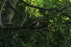 Campylorhynchus chiapensis