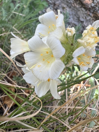 Brandegee's Jacob's-ladder (Polemonium brandegeei)