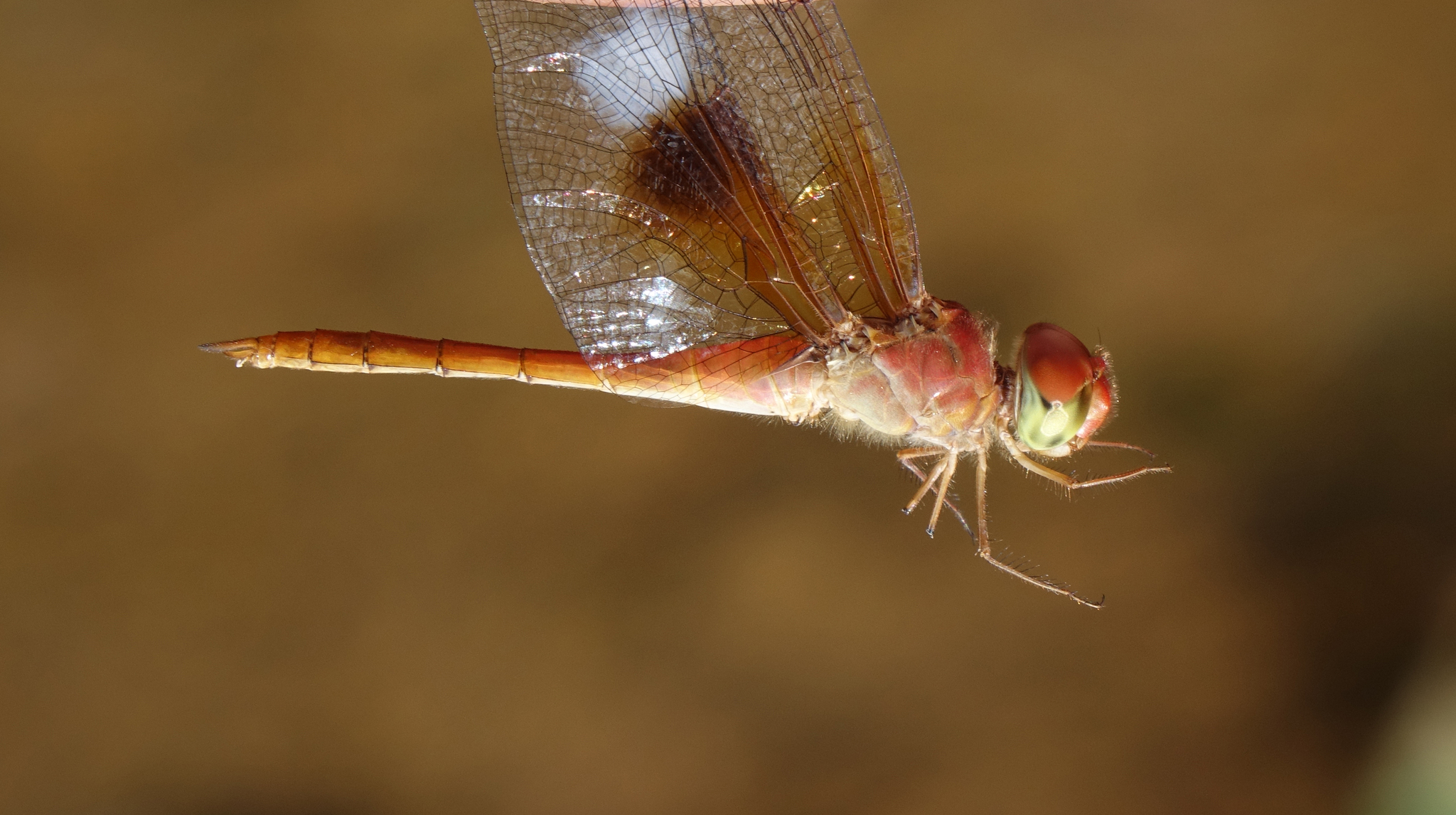 Coral-Tailed Cloudwing