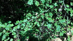 Crataegus monogyna