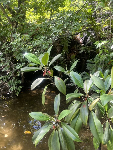 Bruguiera gymnorhiza