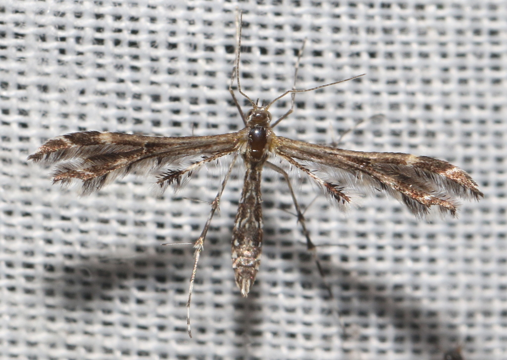 Capperia maratonica