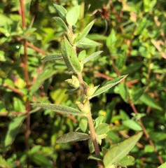 Ludwigia sphaerocarpa
