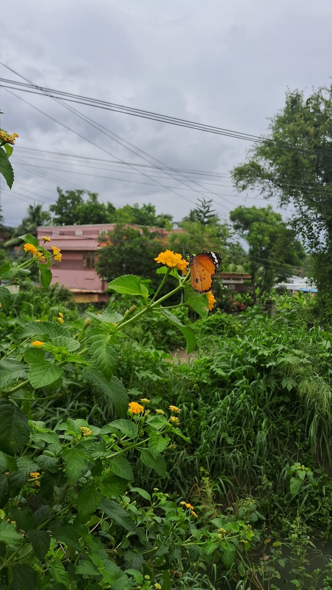 Plain Tiger