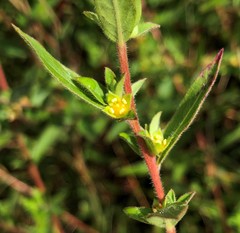 Ludwigia sphaerocarpa