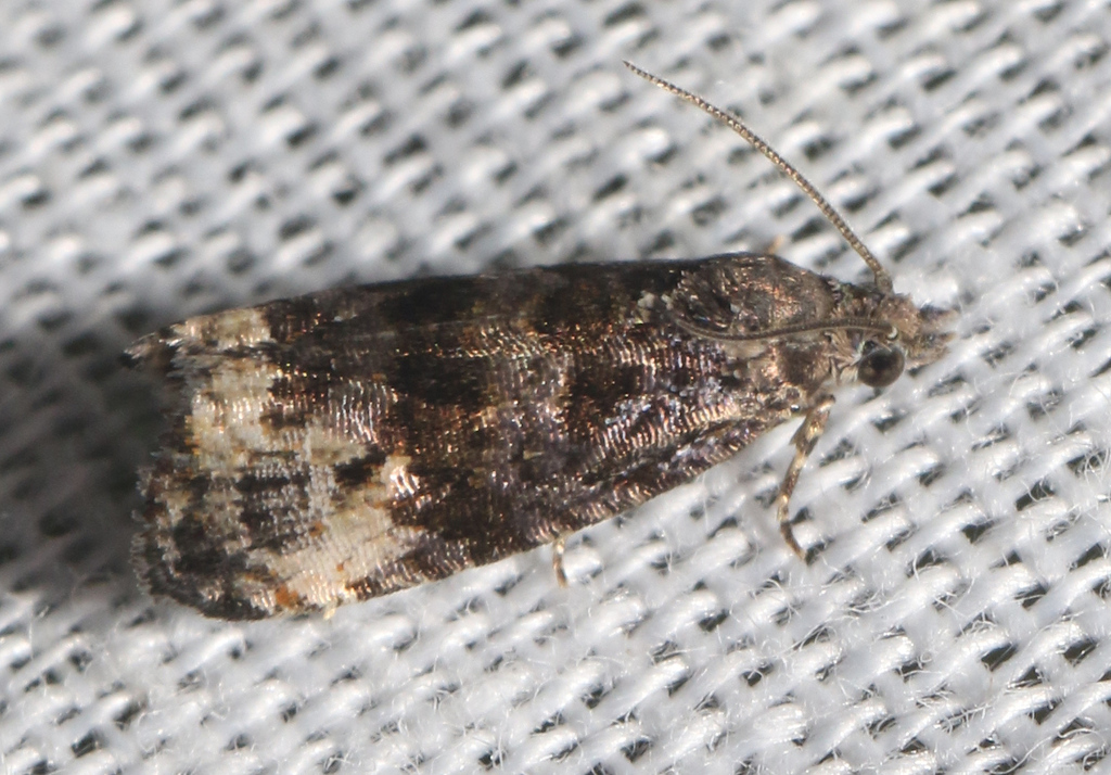 Woundwort Marble