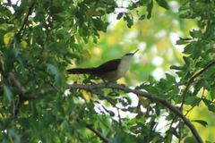 Campylorhynchus chiapensis