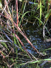 Ludwigia sphaerocarpa