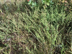 Ludwigia sphaerocarpa