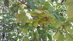 Acer platanoides