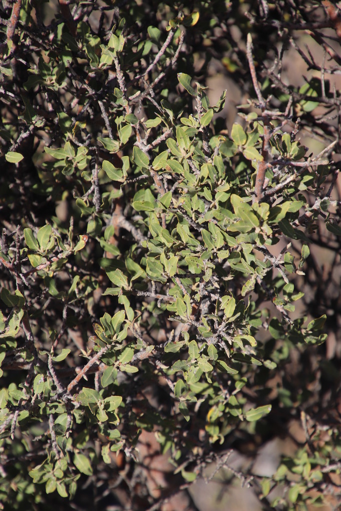 Shepherds tree (Boscia albitrunca) - Botanical Realm