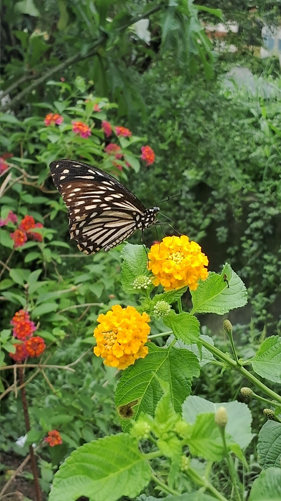 Common Mime