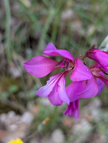 Doubtful Gladiolus (Gladiolus dubius)