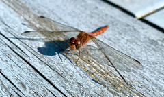 Sympetrum