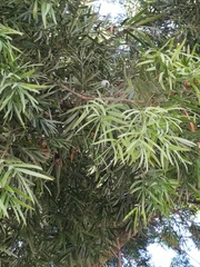 Afrocarpus