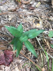 Bignonia capreolata