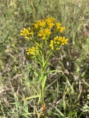 Solidago riddellii