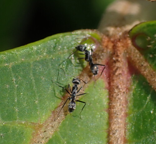 Asian Tyrant Ant