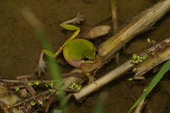 San Chiang Treefrog photo 2