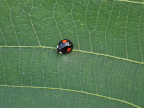 Coelophora saucia