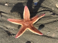 Astropecten irregularis