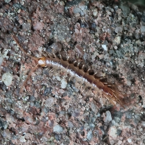 Garden Lithobius, 1792 AL Oudeschild, Nederland, photo 7 of 10