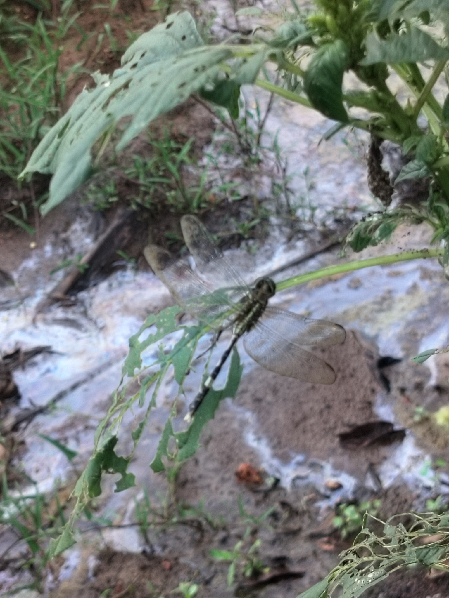 Slender Skimmer