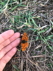 Melitaea didyma