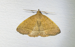 Zanclognatha marcidilinea