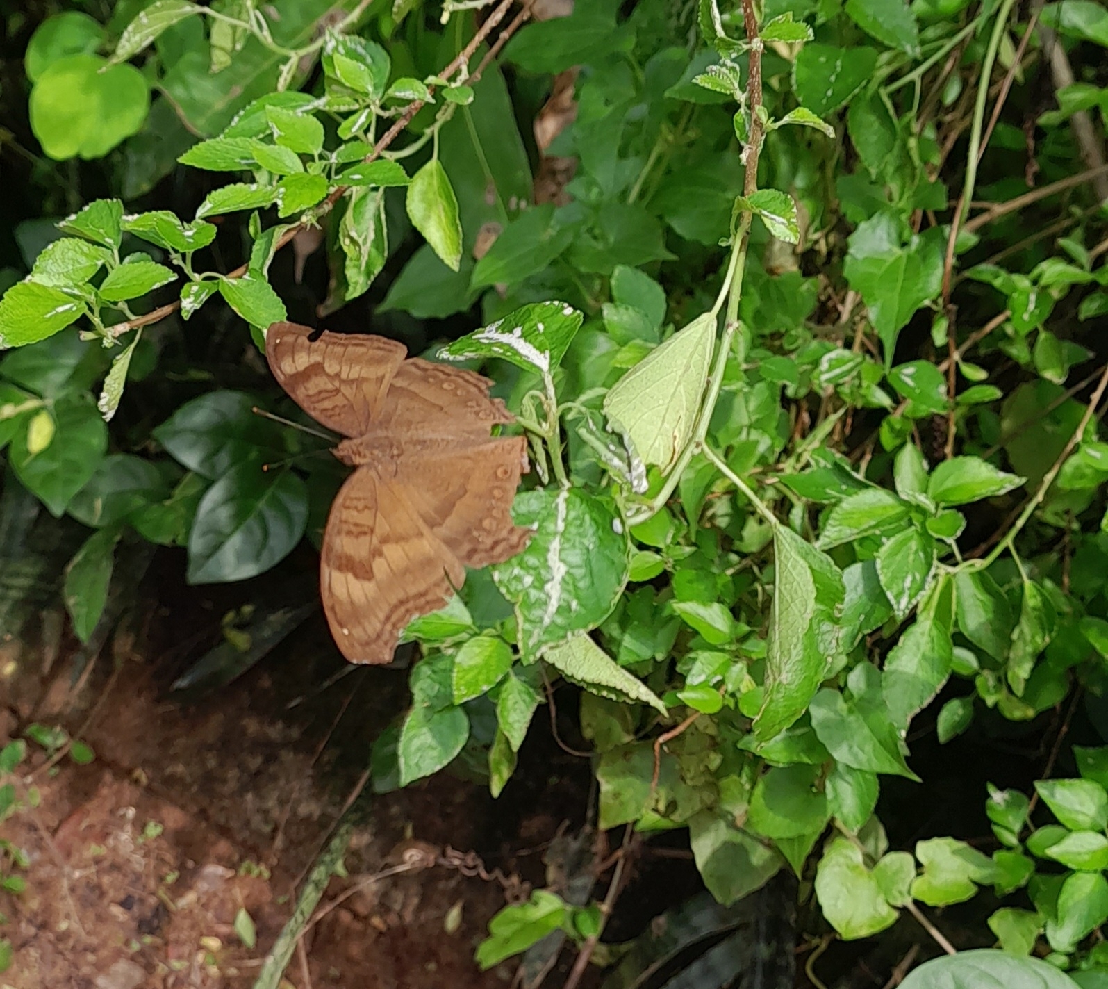 Chocolate Pansy