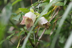 Codonopsis lanceolata