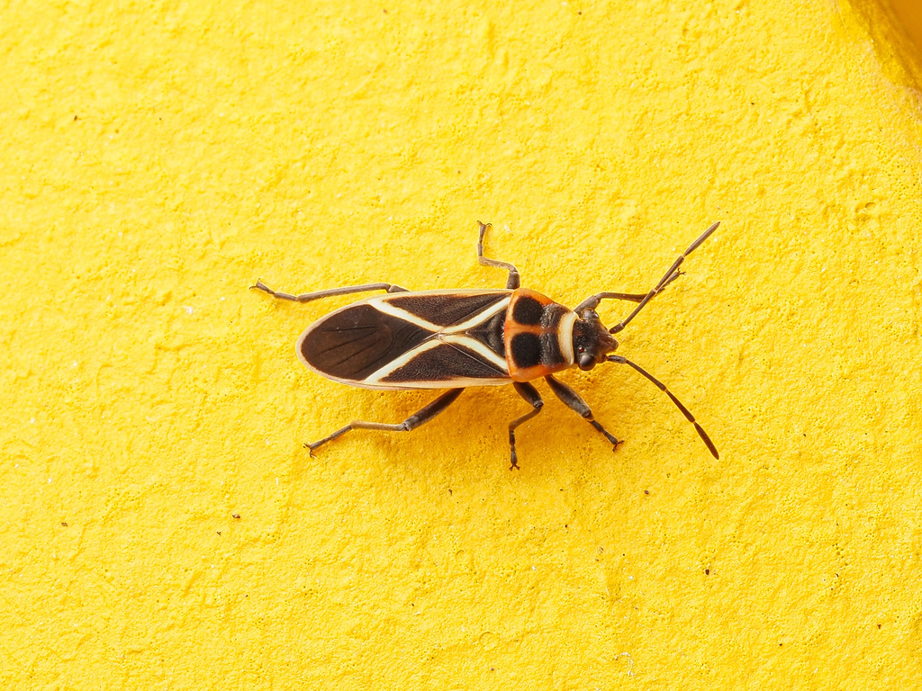 Ochrostomus brasiliensis