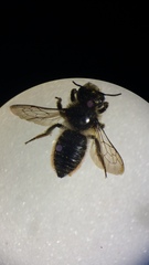 Megachile centuncularis