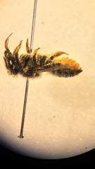 Megachile centuncularis