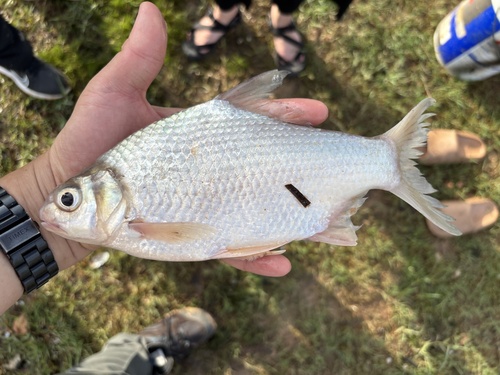 Smith's barb (Puntioplites proctozystron) — Cyprinidae — 2