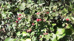 Crataegus monogyna