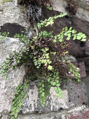 Adiantum capillus-veneris