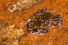 Nannophrys marmorata