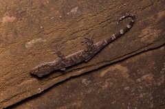 Cyrtodactylus soba