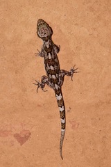 Cyrtodactylus soba