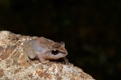 Pseudophilautus steineri