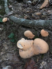 Hydnum subolympicum