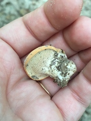Hydnum subolympicum