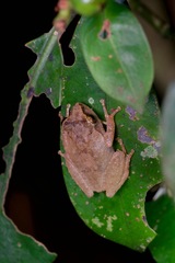Pseudophilautus steineri